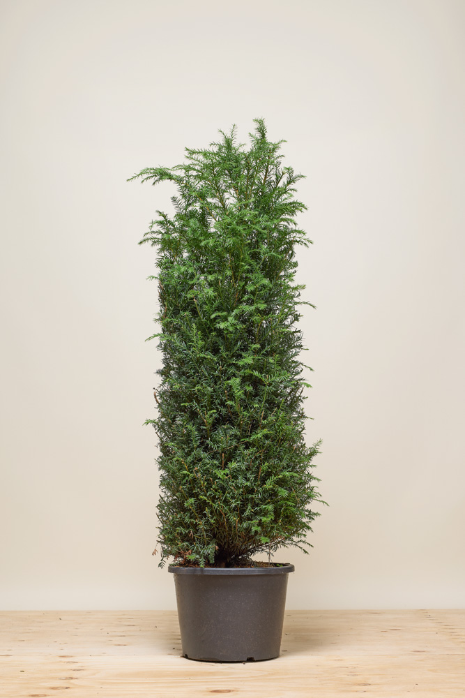 Taxus-Baccata-Pot-125-150