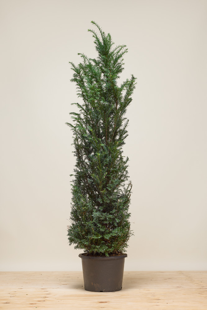 Taxus baccata pot 150-175 cm Pot
