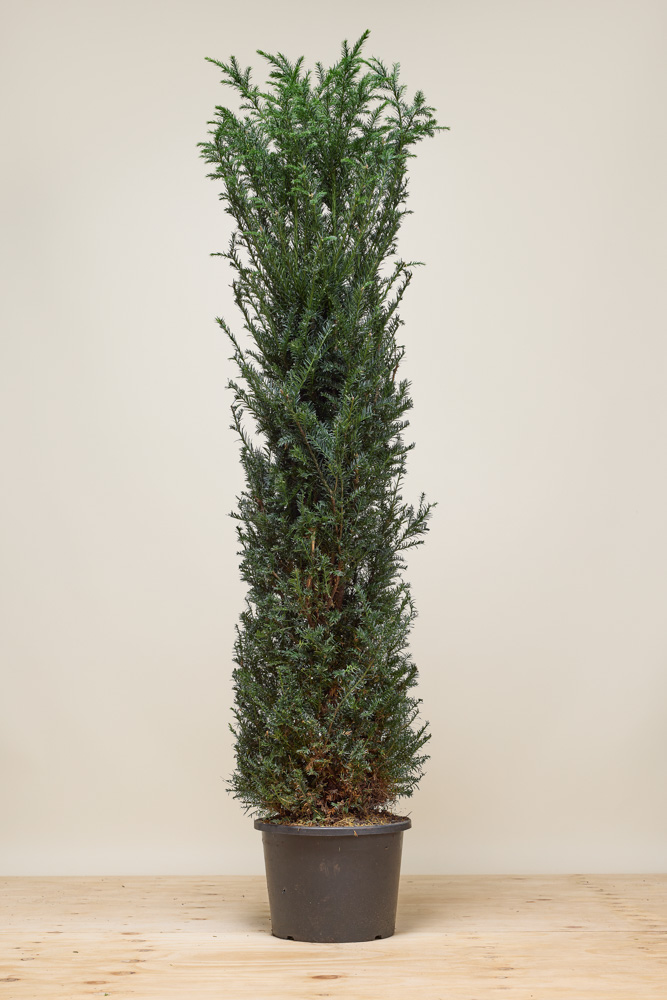 Taxus-Baccata-Pot-175-200