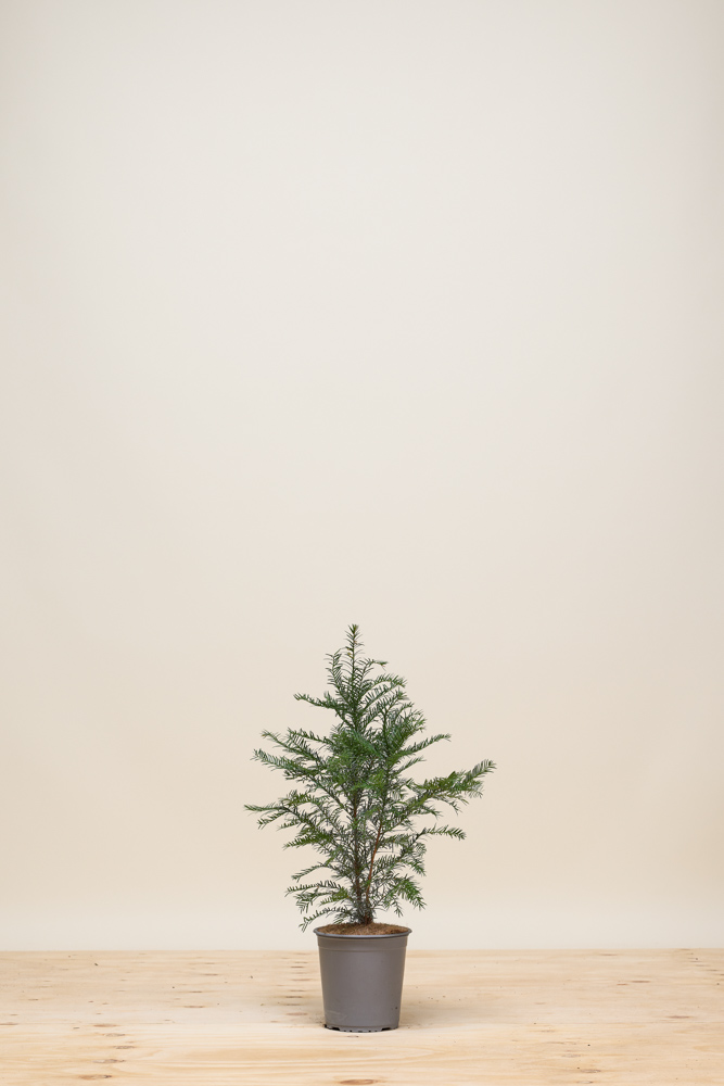 Taxus Baccata Pot 30 40