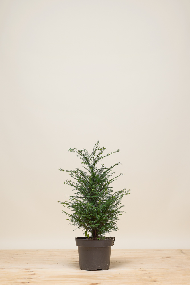 Taxus Baccata Pot 60 80