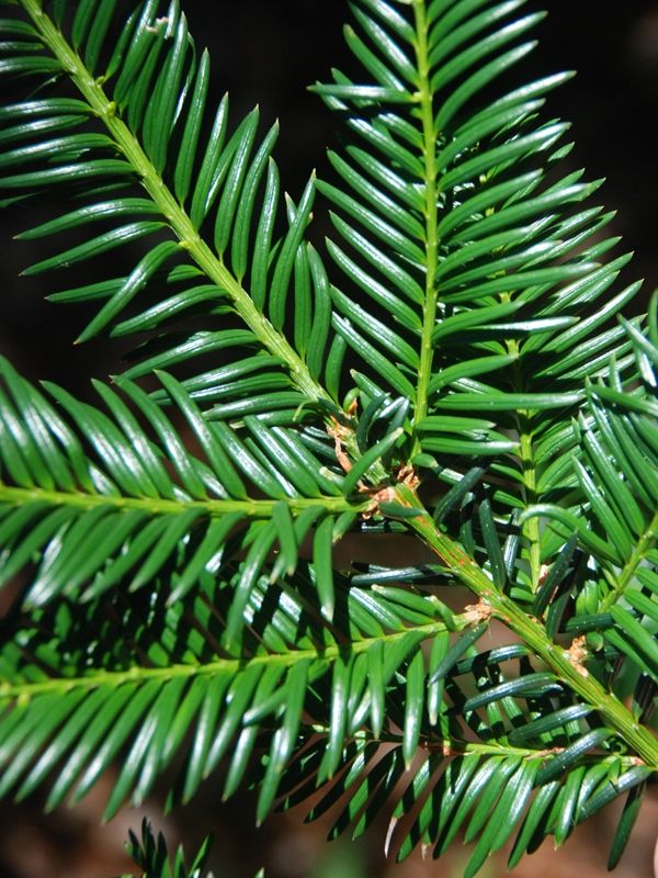 Taxus Baccata detailfoto
