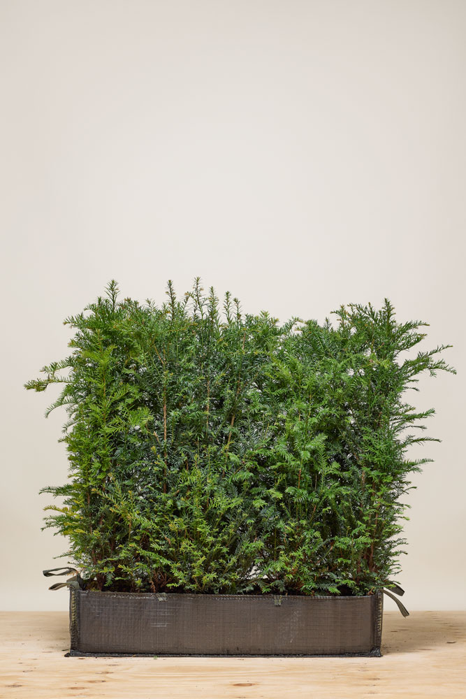 Taxus baccata kant-en-klaar 80-100 cm Kant-en-klaar