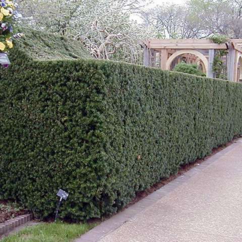 Taxus media 'Hicksii'