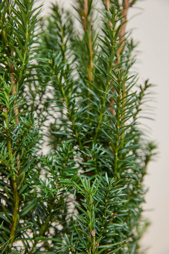 Taxus-Media-Hicksii-ALG INZ