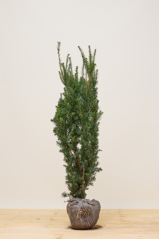 Taxus-Media-Hicksii-Kluit-100-125