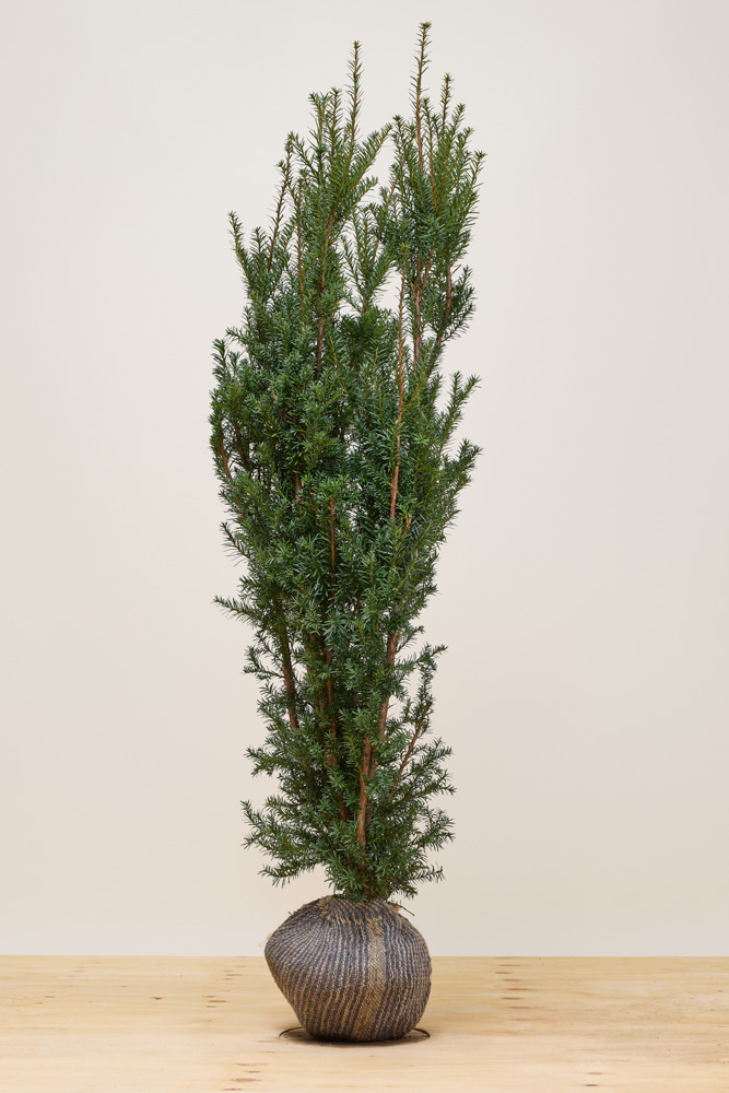 Taxus-Media-Hicksii-Kluit-150-175