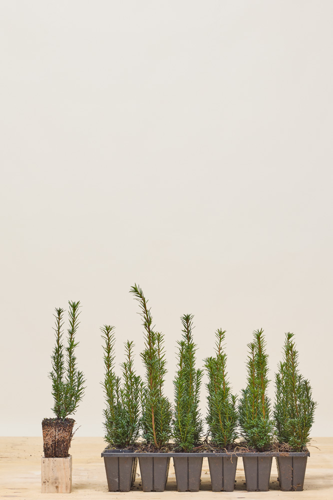 Taxus-Media-Hicksii-Kluit-20-25