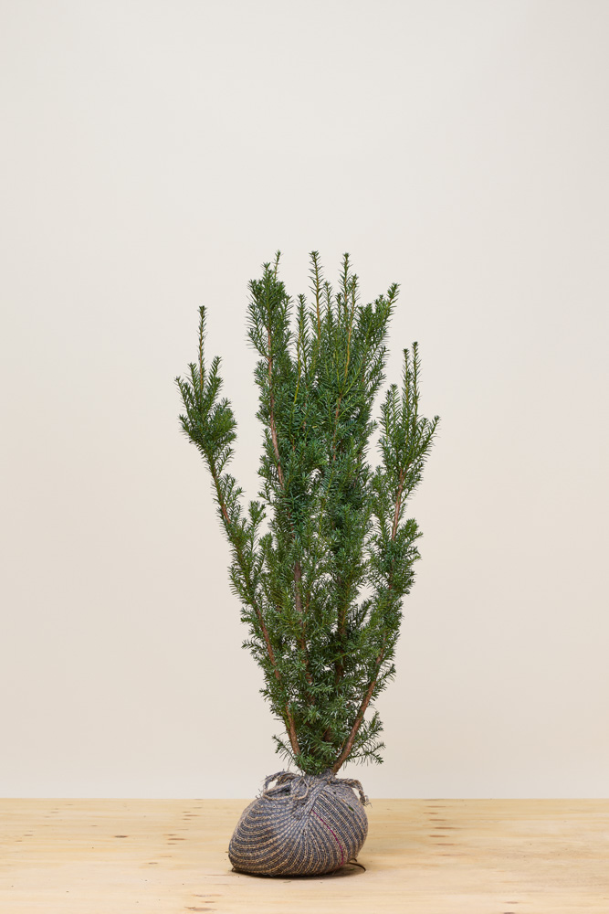 Taxus-Media-Hicksii-Kluit-80-100