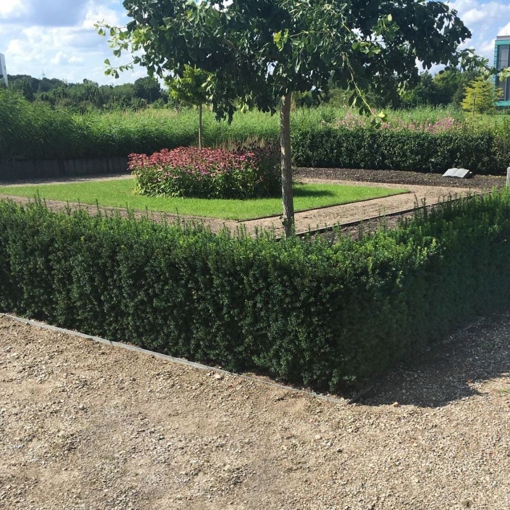 Taxus media 'Hillii'