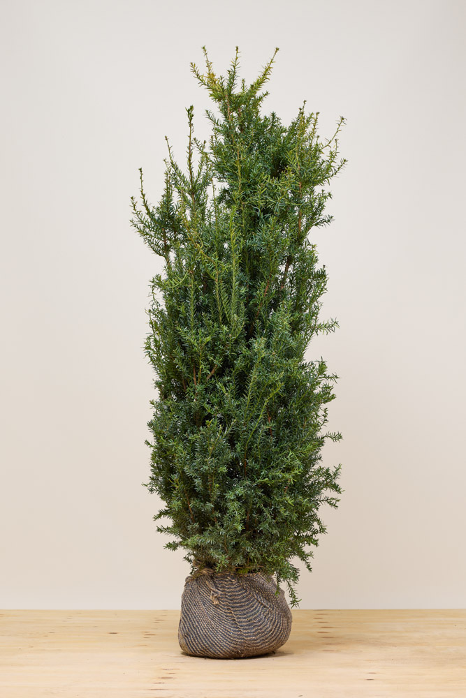 Taxus-media-Hillii-Kluit-150-175