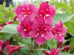 Weigela-Bristol-Ruby-ALG INZ