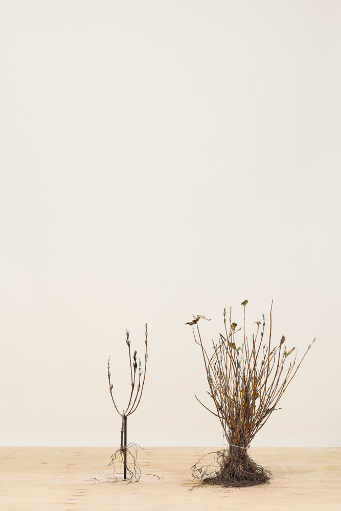 Weigela-Bristol-Ruby-Blote-Wortel-40-60