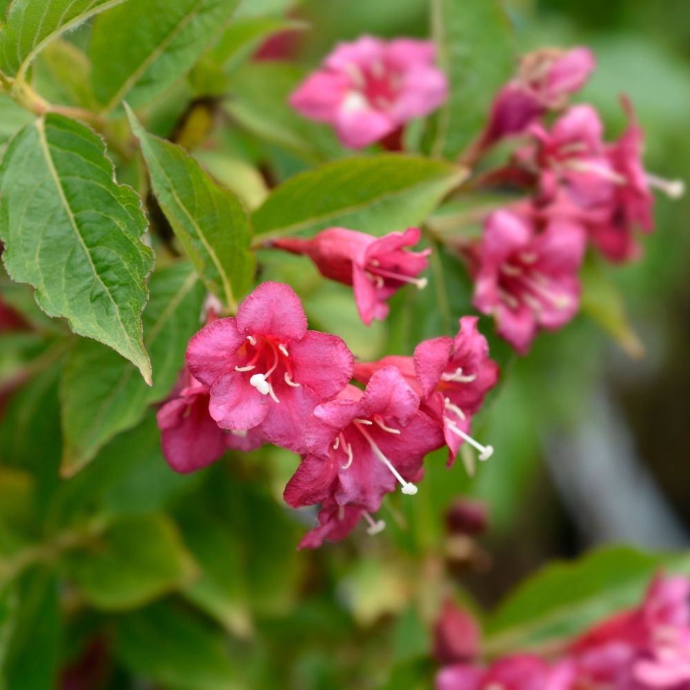 Weigela 'Bristol Ruby'
