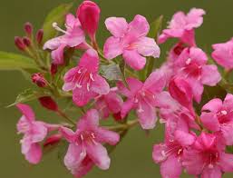 Weigela-Rosea-ALG INZ