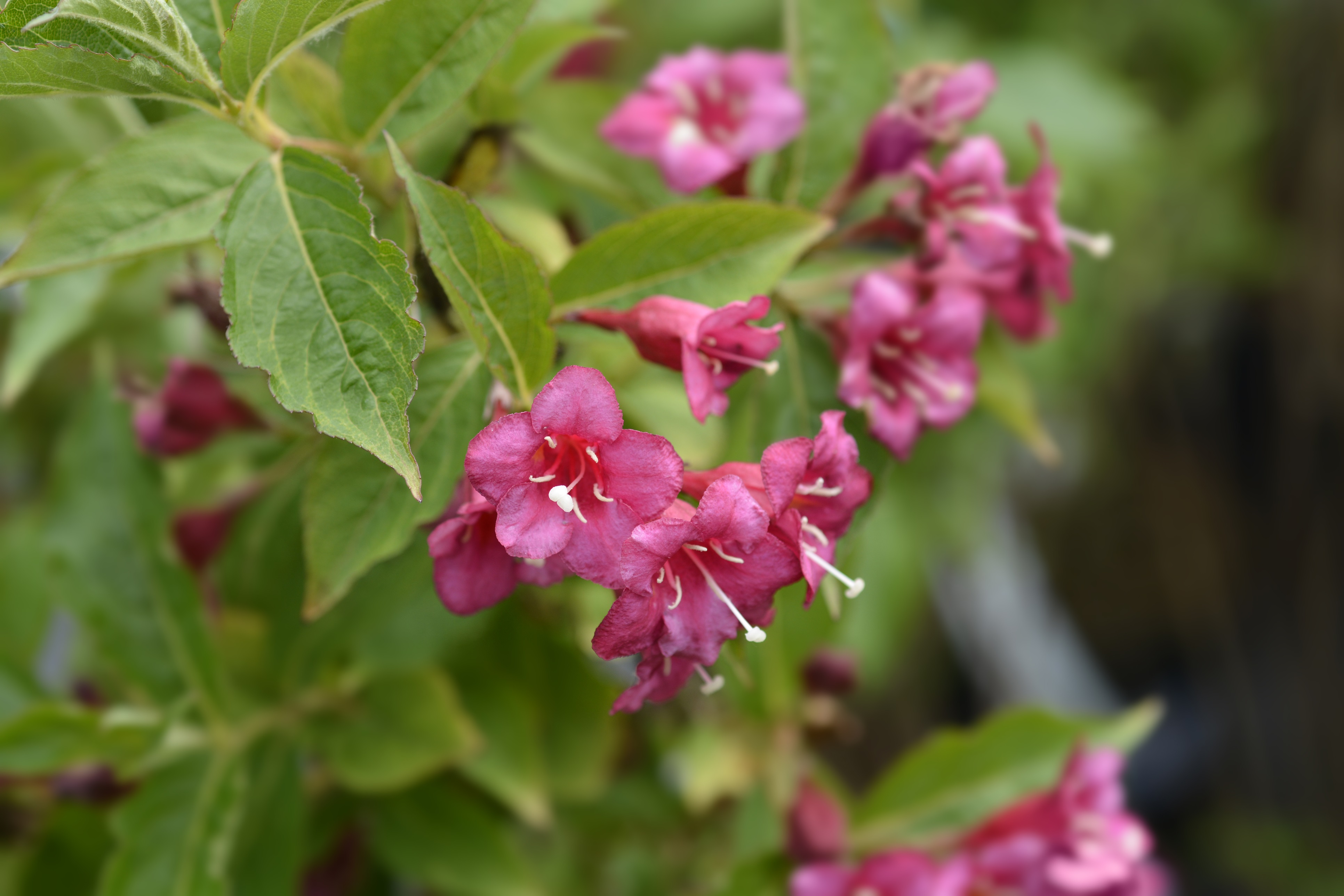 Weigela 'Rosea'