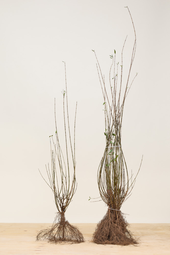 Wintergroene liguster 