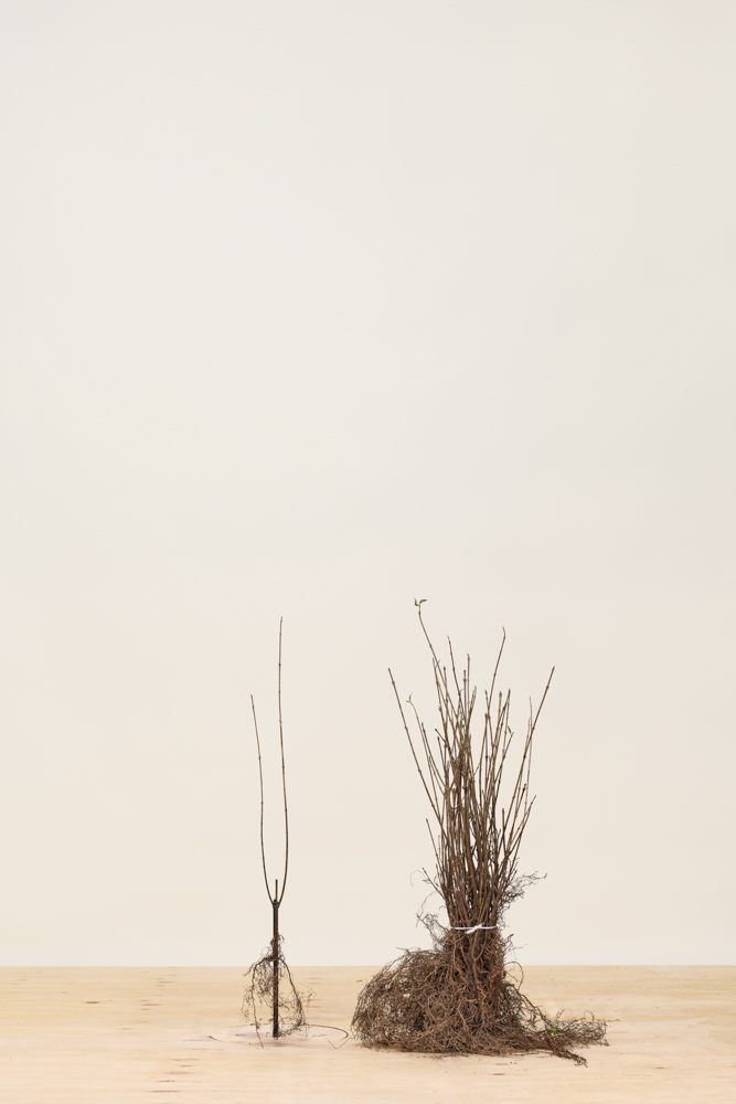 Wintergroene-Liguster-Atrovirens-Blote-Wortel-40-60