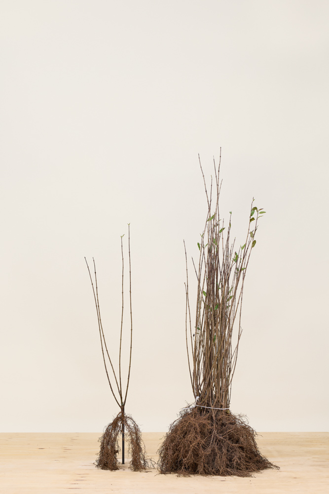 Wintergroene-Liguster-Atrovirens-Blote-Wortel-60-80