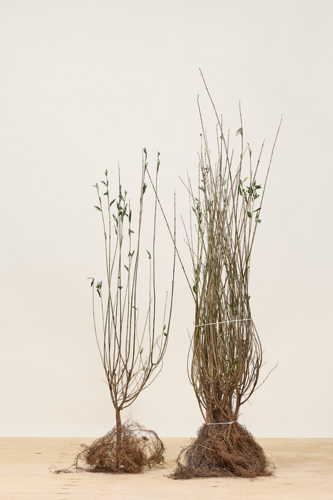 Wintergroene-Liguster-Atrovirens-Blote-Wortel-80-100