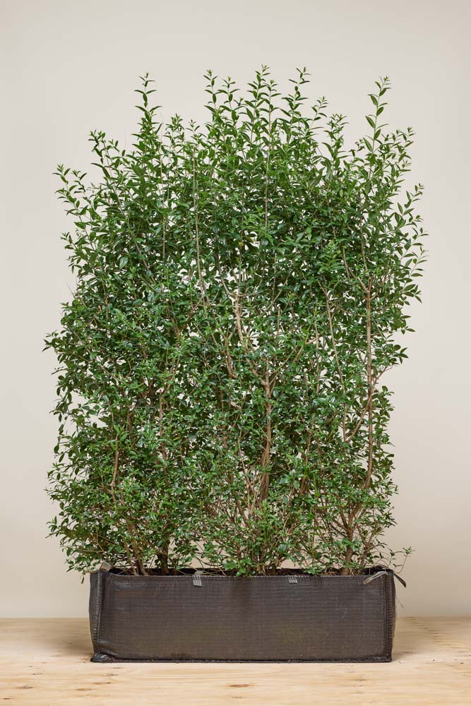 Wintergroene-Liguster-Atrovirens-Kant-En-Klaar-160-170