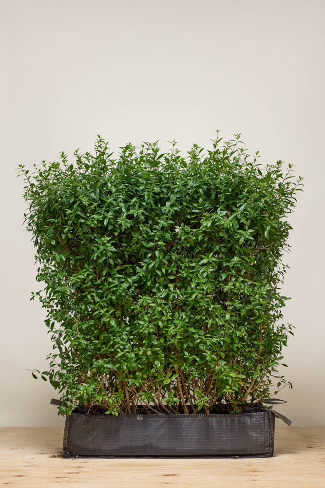 Wintergroene-Liguster-Atrovirens-Kant-En-Klaar-80-100