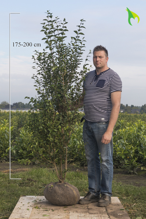 Wintergroene-Liguster-Atrovirens-Kluit-175-200