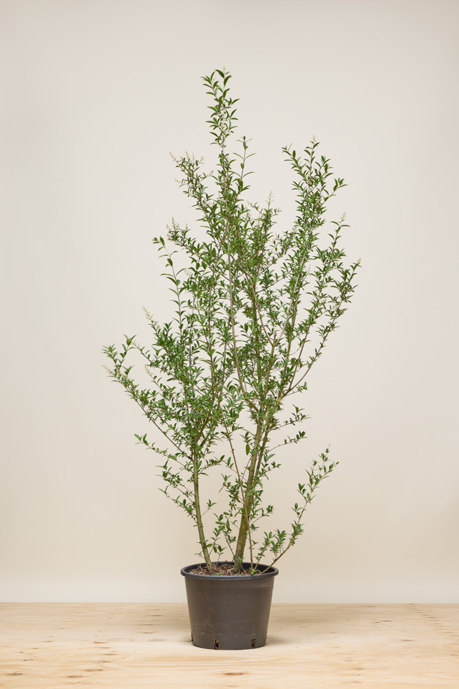 Wintergroene-Liguster-Atrovirens-Pot-125-150