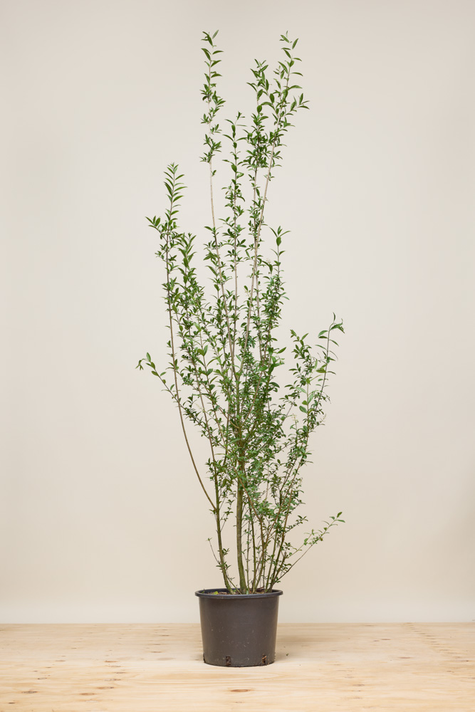 Wintergroene liguster 