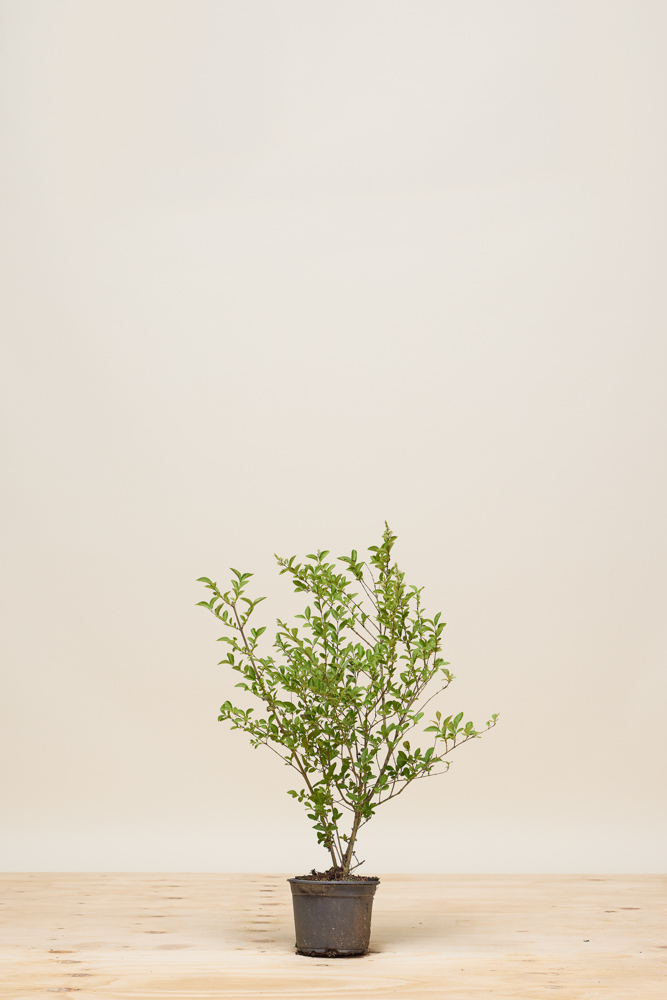 Wintergroene-Liguster-Atrovirens-Pot-60-80