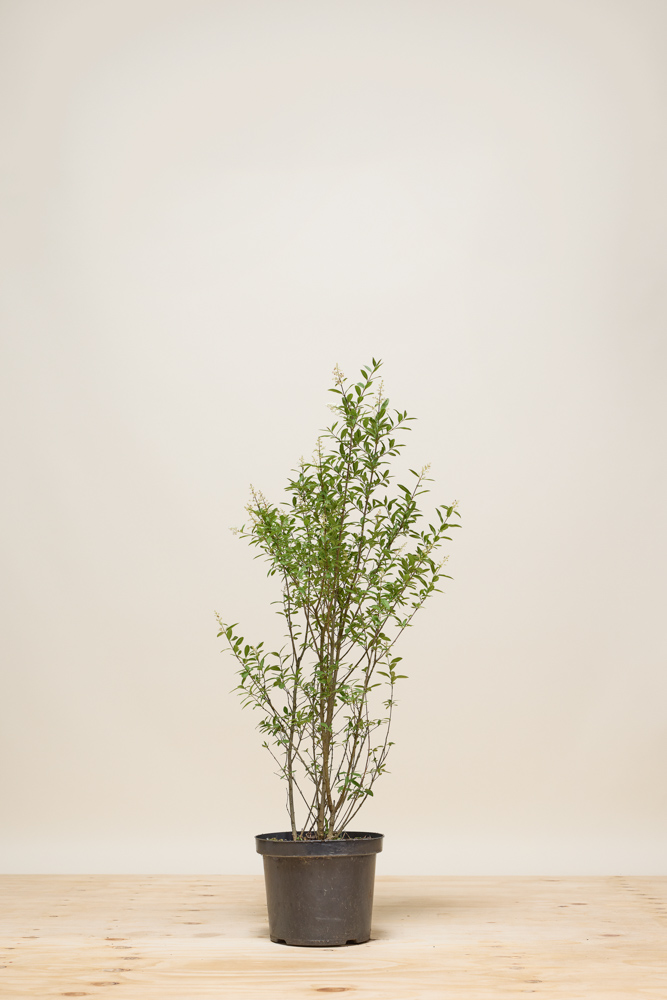 Wintergroene-Liguster-Atrovirens-Pot-80-100