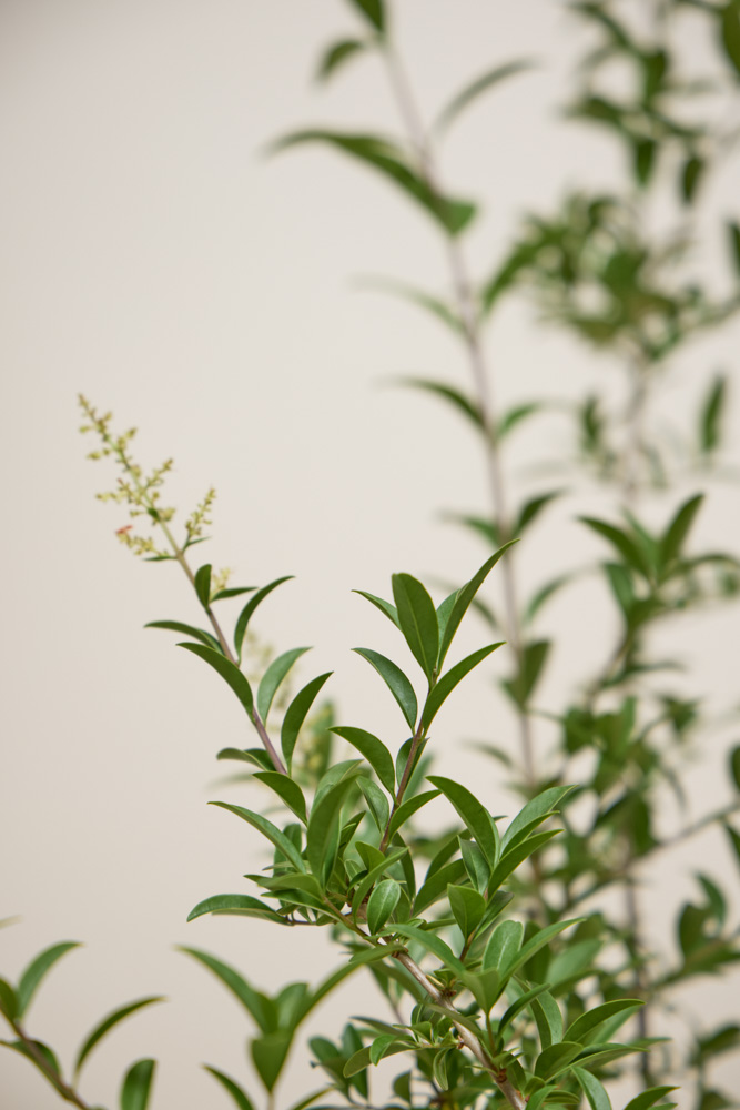 Wintergroene-Liguster-Atrovirens-ALG INZ