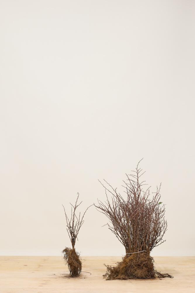 Zuurbes blote wortel 30-40 cm Blote wortel