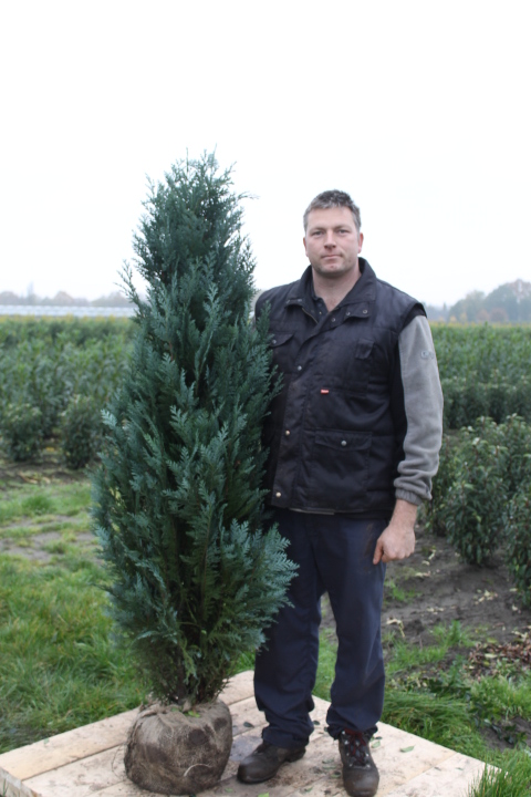 Blauwe Californische cipres kluit 150-175 cm Kluit