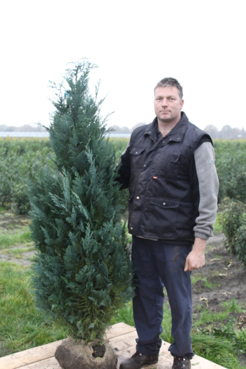 Blauwe Californische cipres kluit 175-200 cm Kluit