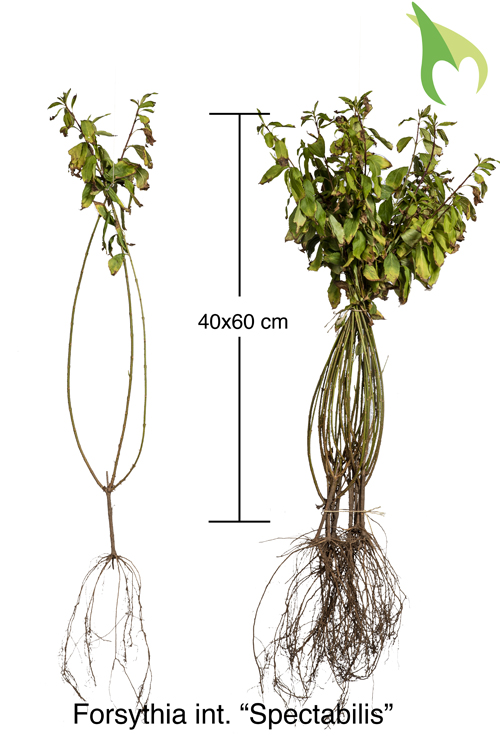 Chinees klokje blote wortel 40-60 cm Blote wortel