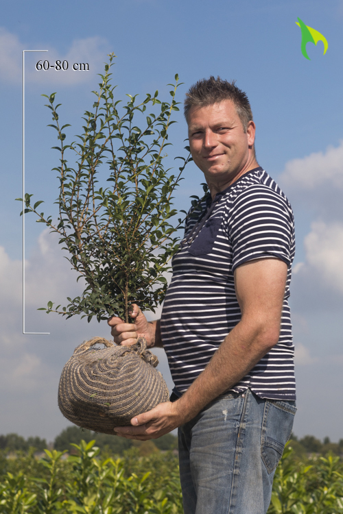 Schijnhulst kluit 60-80 cm