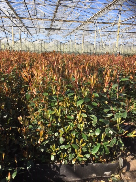 Glansmispel kant-en-klaar 80-100 cm Kant-en-klaar