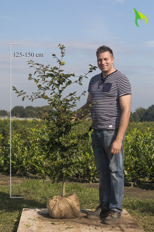 Groene-Beuk-Kluit-125-150