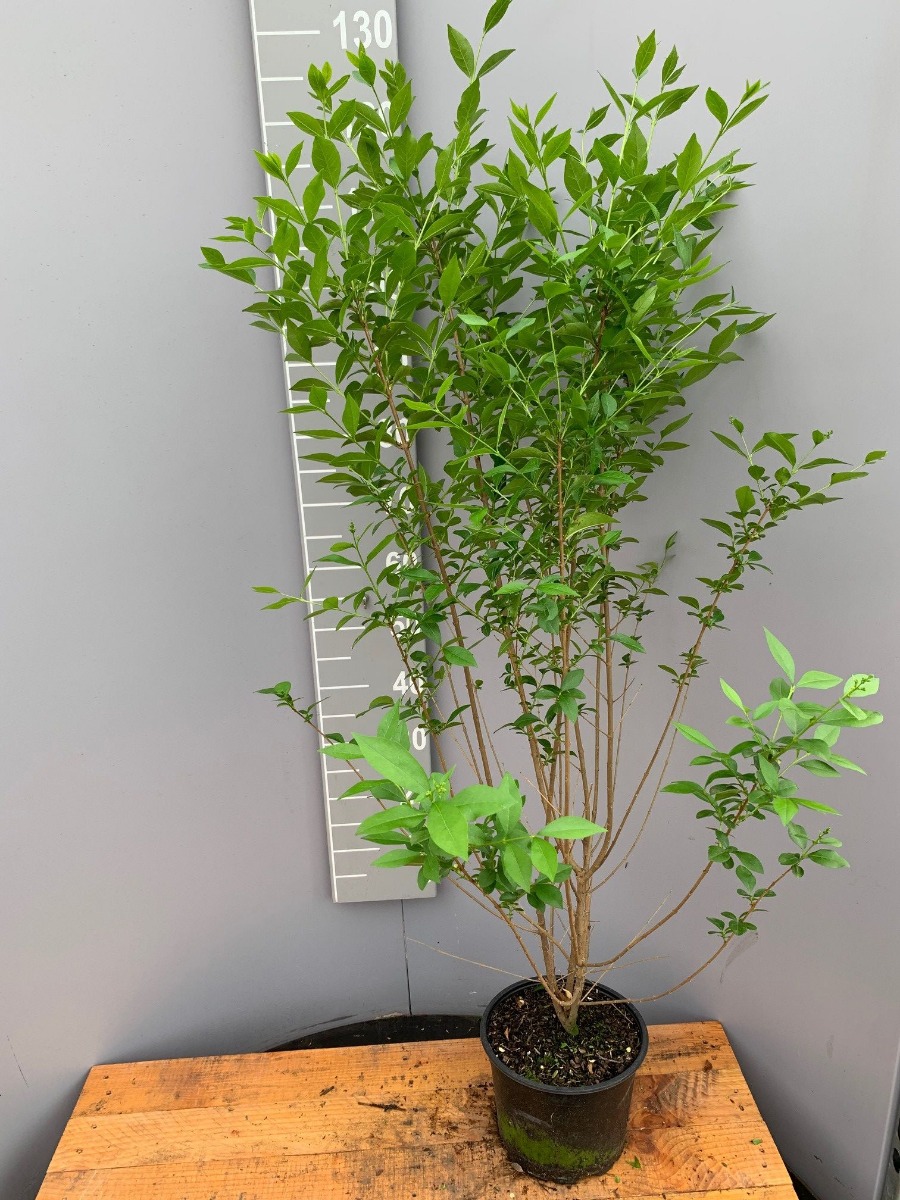 Haagliguster pot 100-125 cm Pot