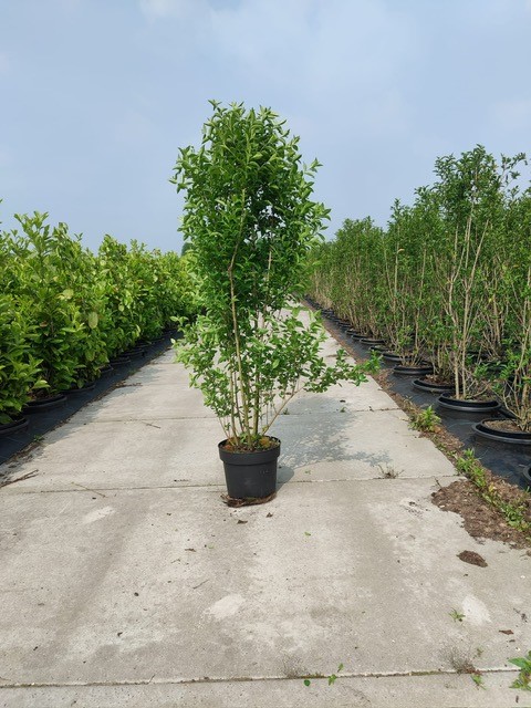 Haagliguster pot 150-175 cm Pot