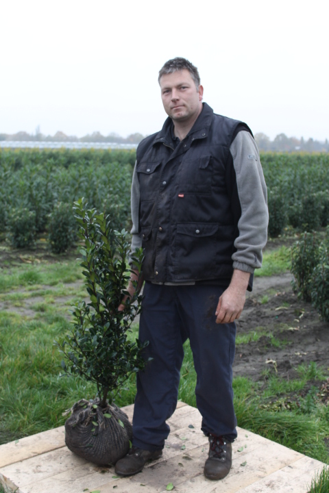 Hulst-Heckenfee-Kluit-80-100