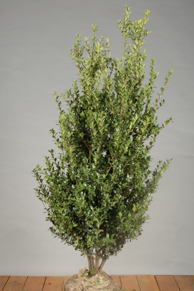 Japanse hulst kluit 80-100 cm Kluit