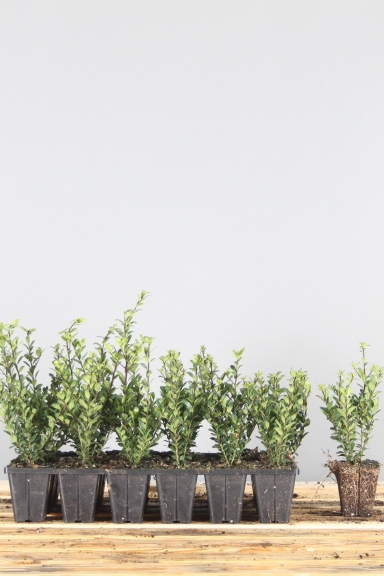 Japanse-Hulst-Kluit-20-25