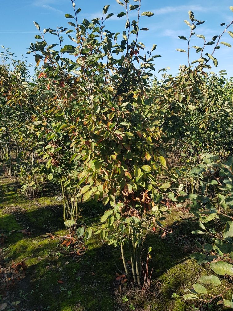 Krent kluit 200-225 cm Kluit