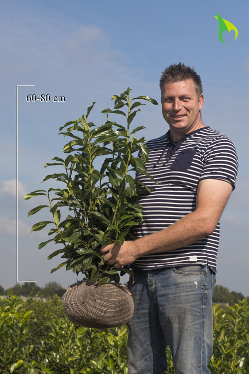 Laurier-Genolia-Kluit-60-80