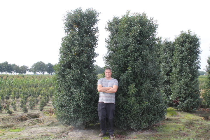 Portugese laurier kluit 300-350 cm Kluit