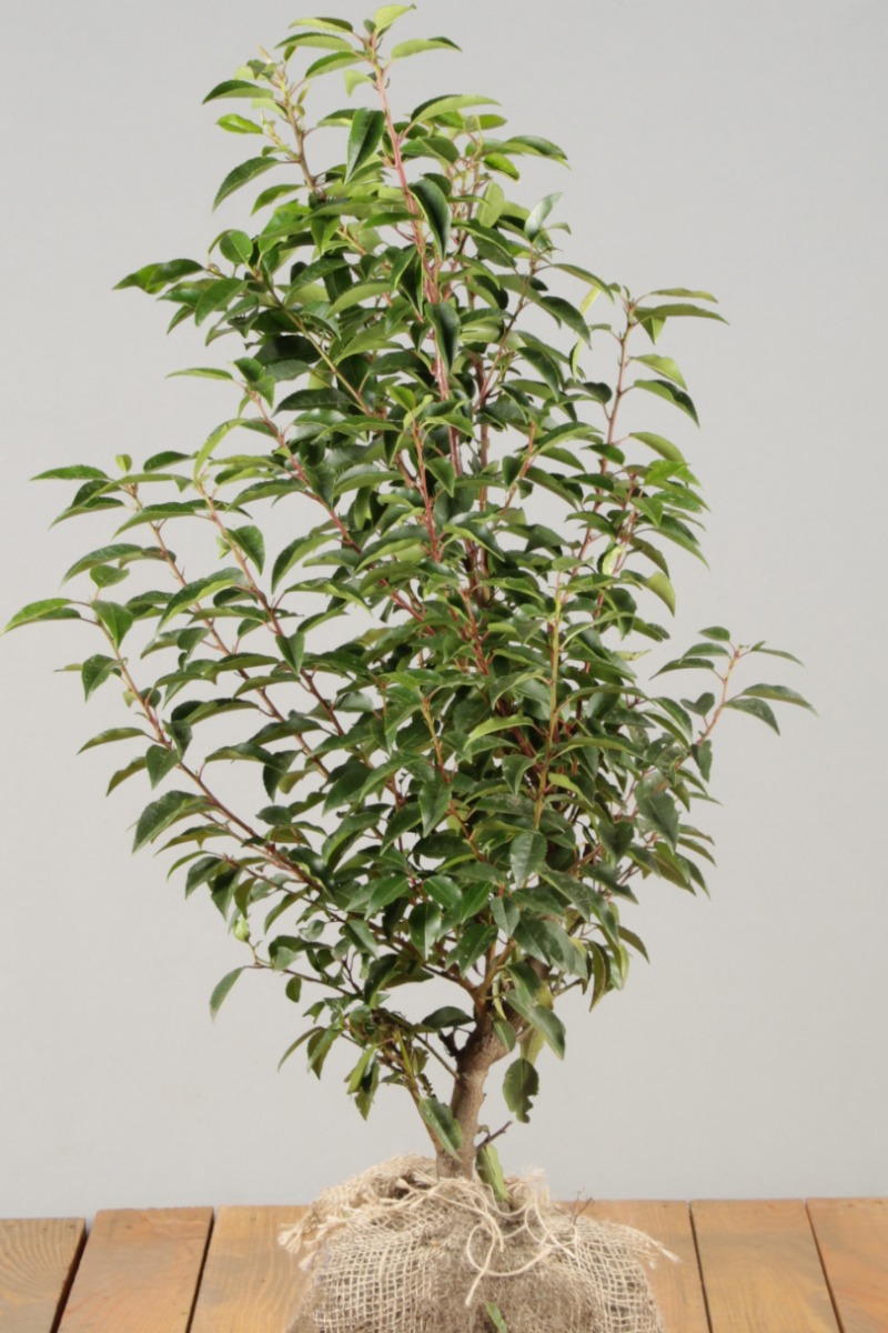 Portugese laurier kluit 40-60 cm Kluit