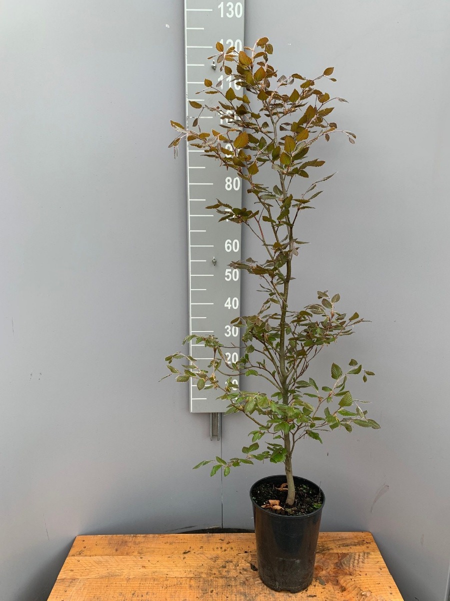 Rode-Beuk-Pot-100-125