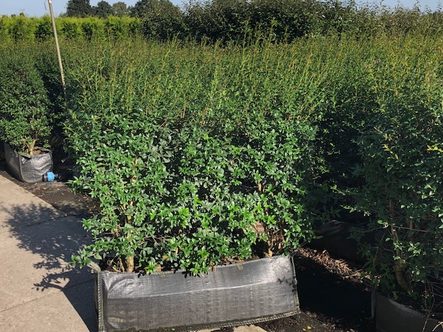 Schijnhulst-Kant-En-Klaar-150+